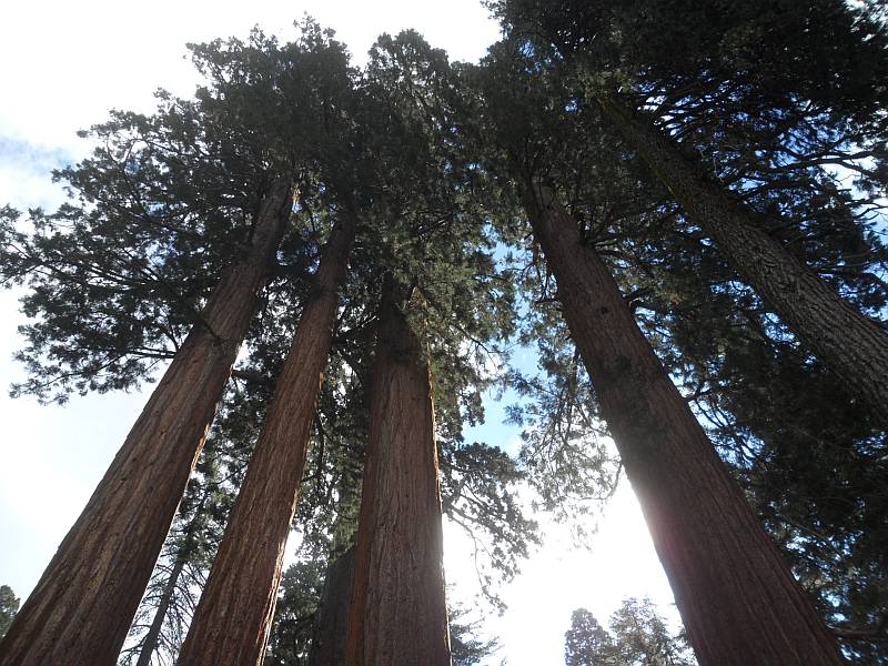 pictures of Sequoia Trees